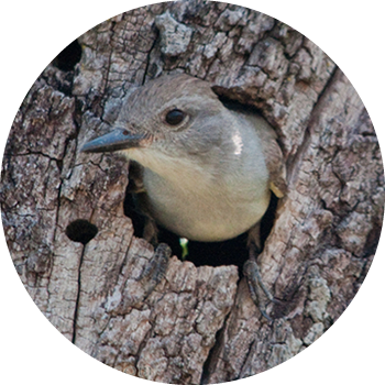 Ash-throated Flycatcher