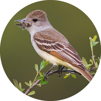 Ash-throated Flycatcher