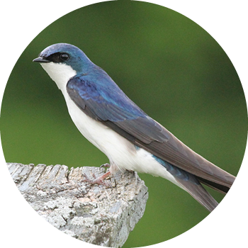 Tree Swallow