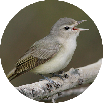 Warbling Vireo