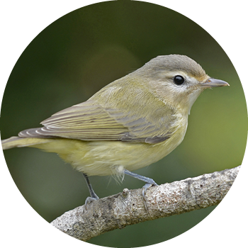 Warbling Vireo