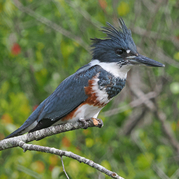 Belted Kingfisher