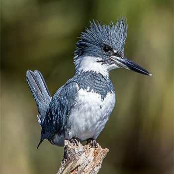 Belted Kingfisher