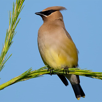 Cedar Waxwing